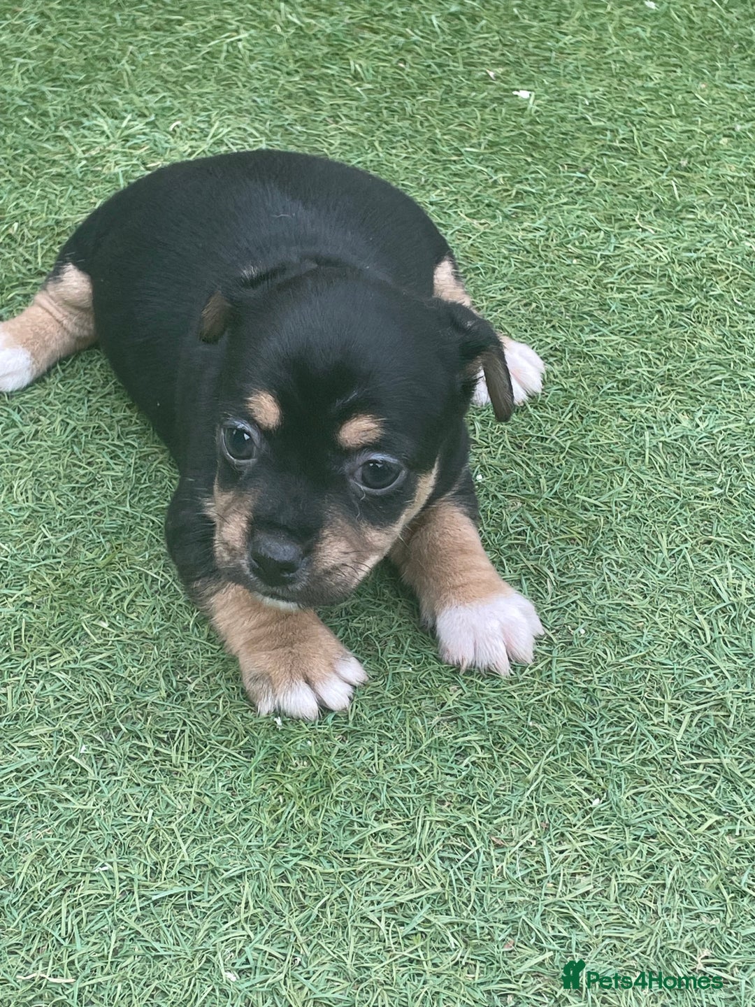 Mixed Breed dogs for sale: Jack Russell  - Image 3