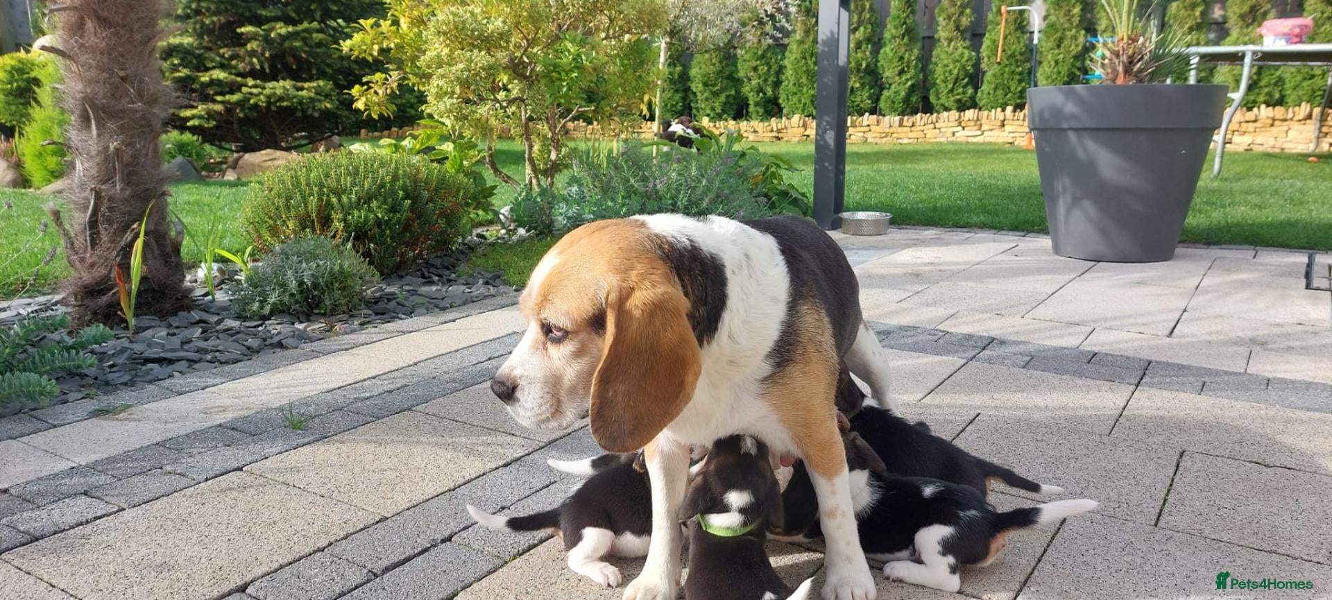 Beagle dogs Beautiful Beagle puppies  - Advert 2