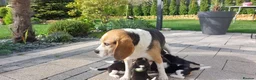 Beagle dogs for sale: Beautiful Beagle puppies  - Advert 2