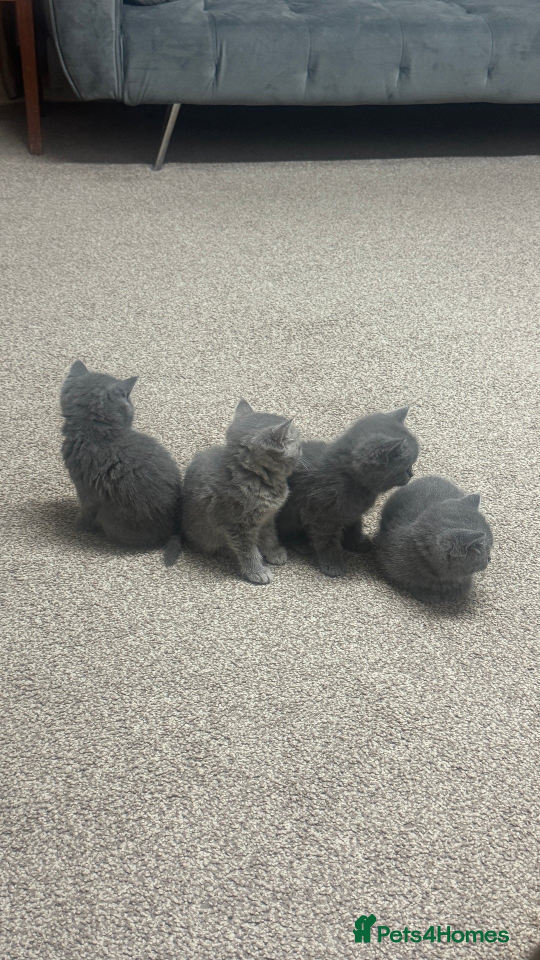 British Shorthair cats for sale: 5 British shorthair kittens  - Advert 3