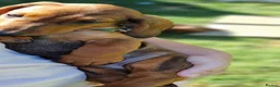 Dachshund dogs for sale: Adorable standard dachshunds with pedigree FCI - Advert 6