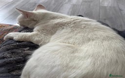 Mixed Breed cats for sale: Male cats - Image 7