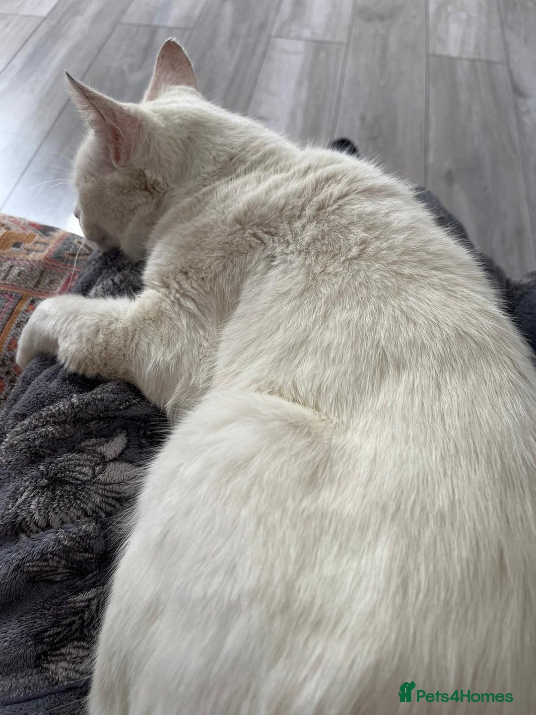 Mixed Breed cats for sale: Male cats - Image 7