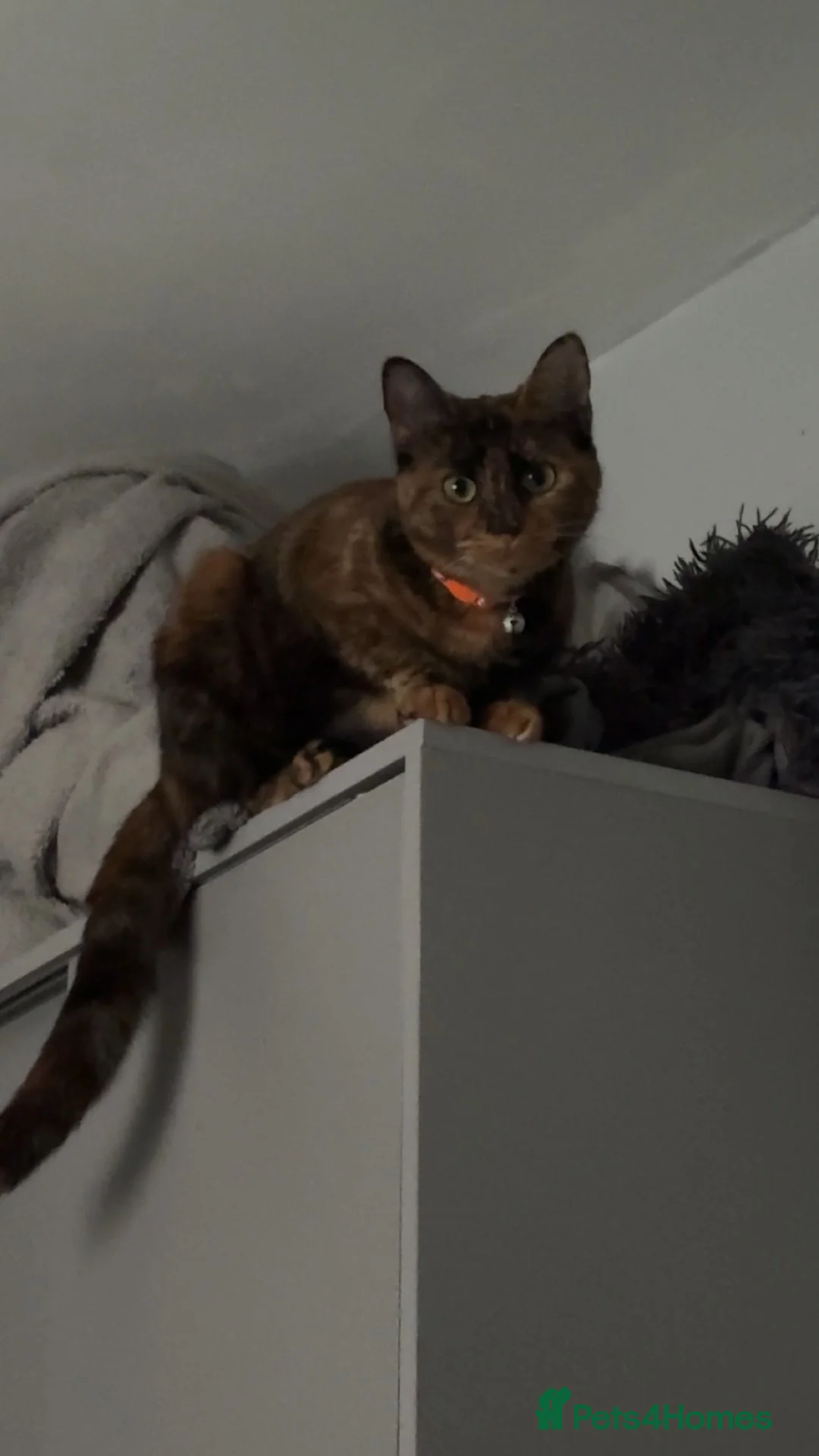 Mixed Breed cats for sale: gorgeous tortoise shell narla☺️ - Advert 2