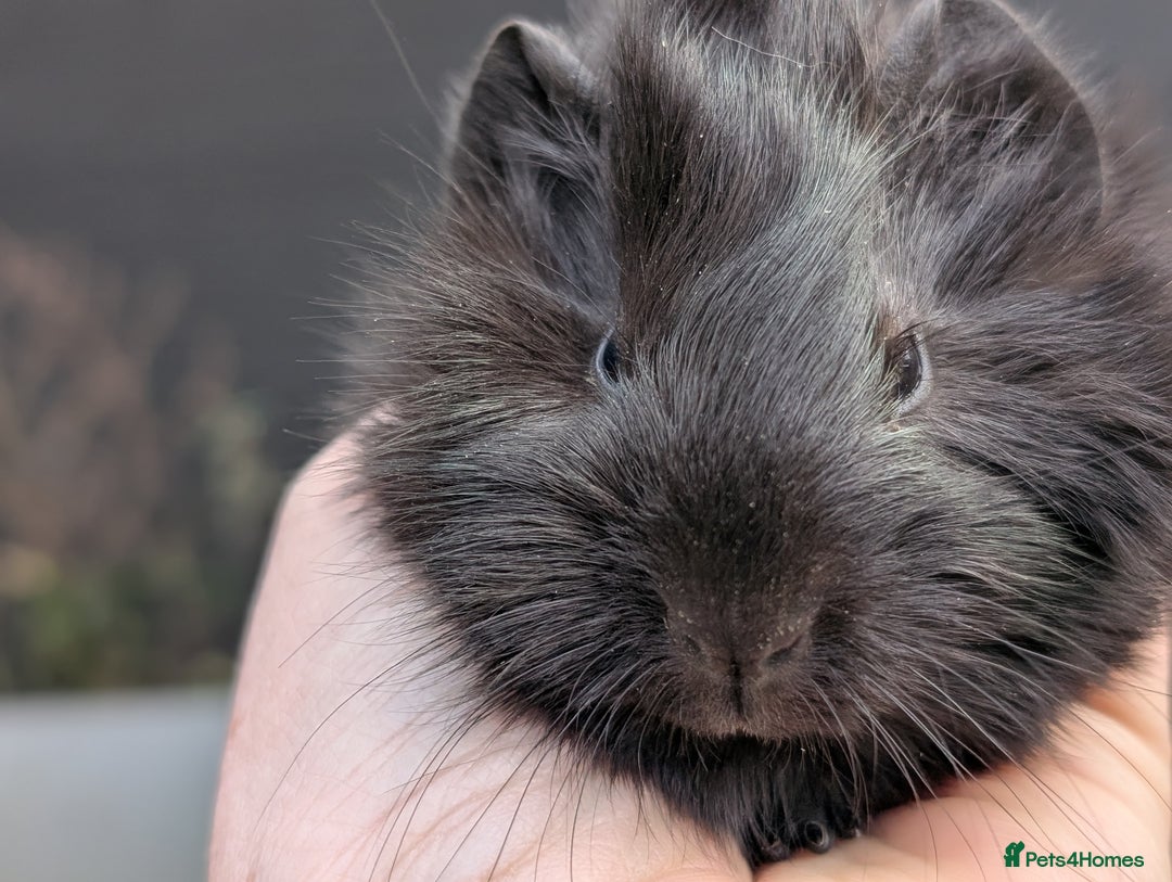 Guinea Pig rodents for sale: Guinea pig pups - Advert 10