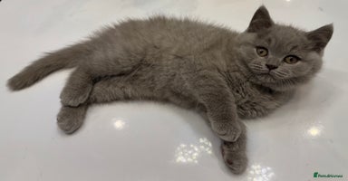 British Shorthair cats - Advert 4
