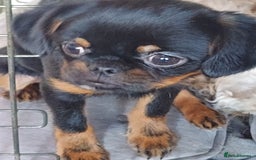 Mixed Breed dogs for sale: Gorgeous Griffychin boy - Image 1