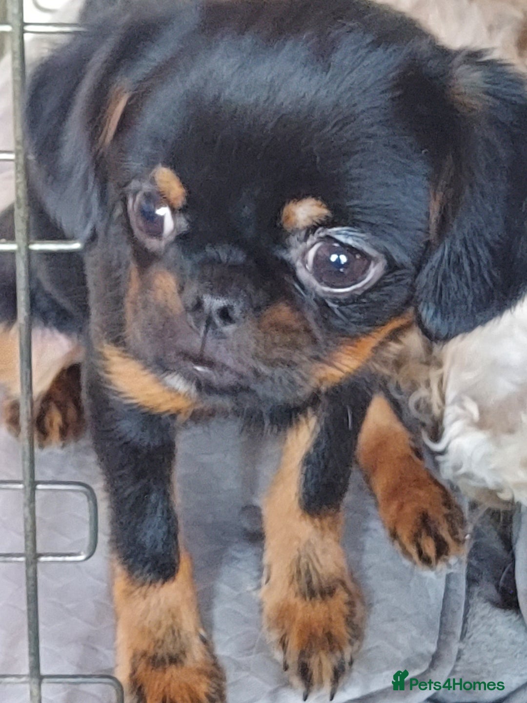 Mixed Breed dogs for sale: Gorgeous Griffychin boy - Image 1