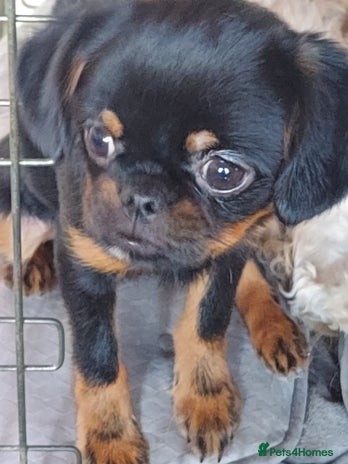 Mixed Breed dogs - Advert 1