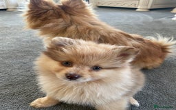 Pomeranian dogs for sale: Pomeranian puppy’s  - Image 3