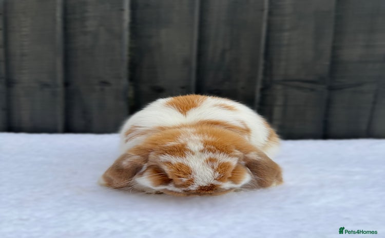 Mini Lop rabbits - Advert 1