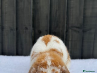 Mini Lop rabbits - Advert 1