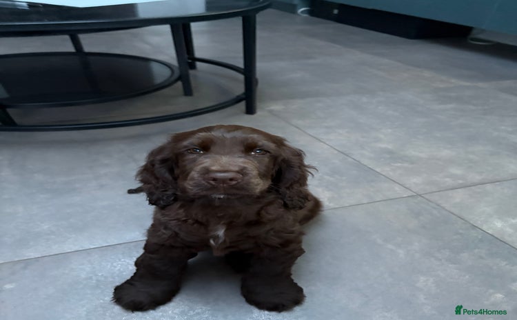 Cocker Spaniel dogs - Advert 4
