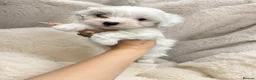 Maltipoo dogs for sale: Toy maltipoo puppies - Advert 4