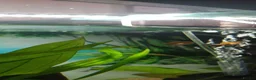 Fancy Goldfish fish for sale: Fancy Godfish  in Bellshill - Advert 10