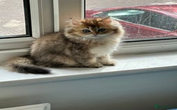 British Longhair cats for sale: Looking for a new family!!!!  - Image 20