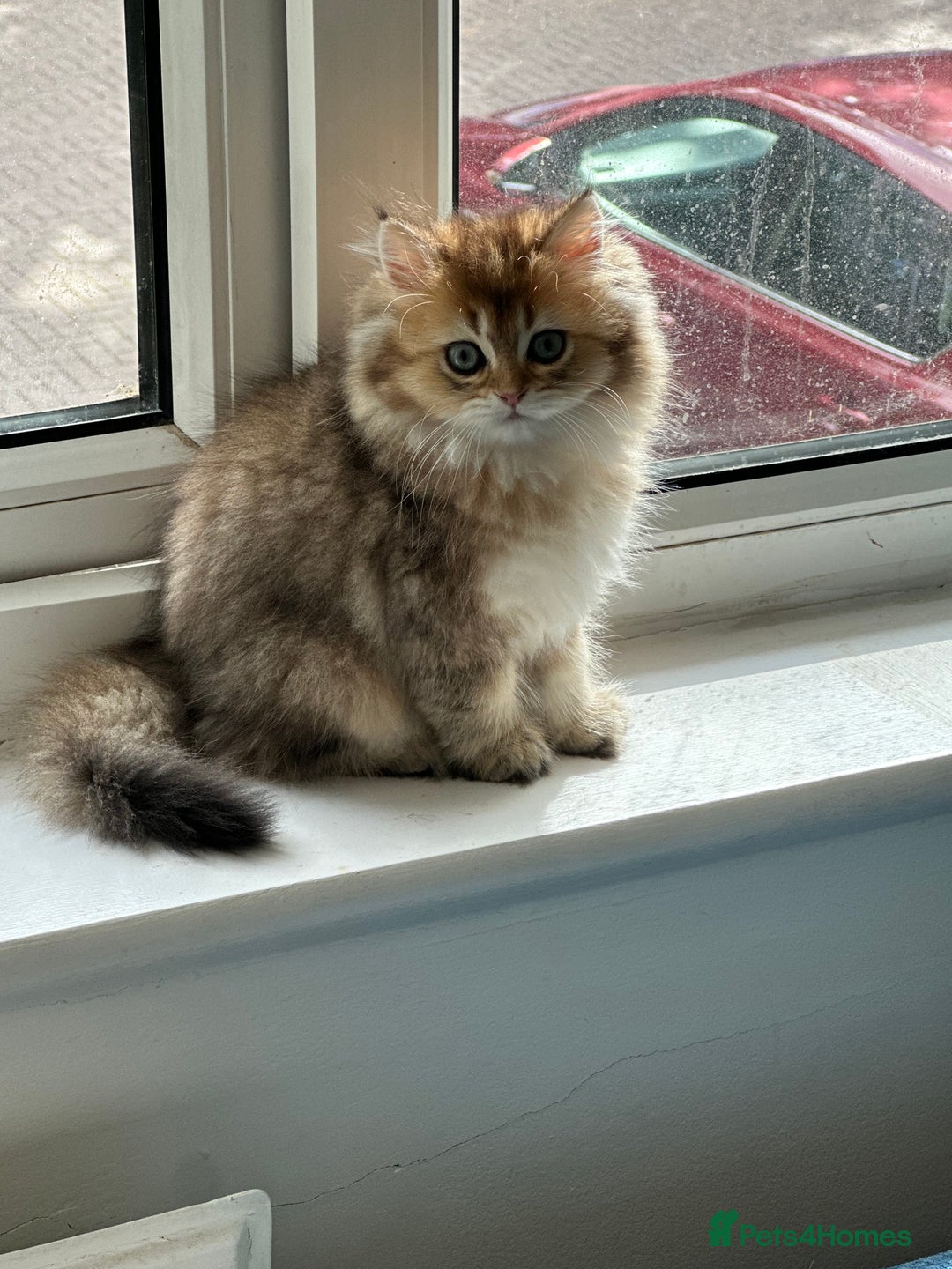 British Longhair cats for sale: Looking for a new family!!!!  - Image 20