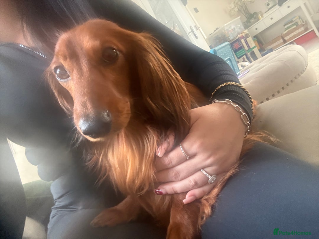 Miniature Dachshund dogs for sale: Amazing Champ Bloodlines Mini Dachshunds ✨ - Image 26