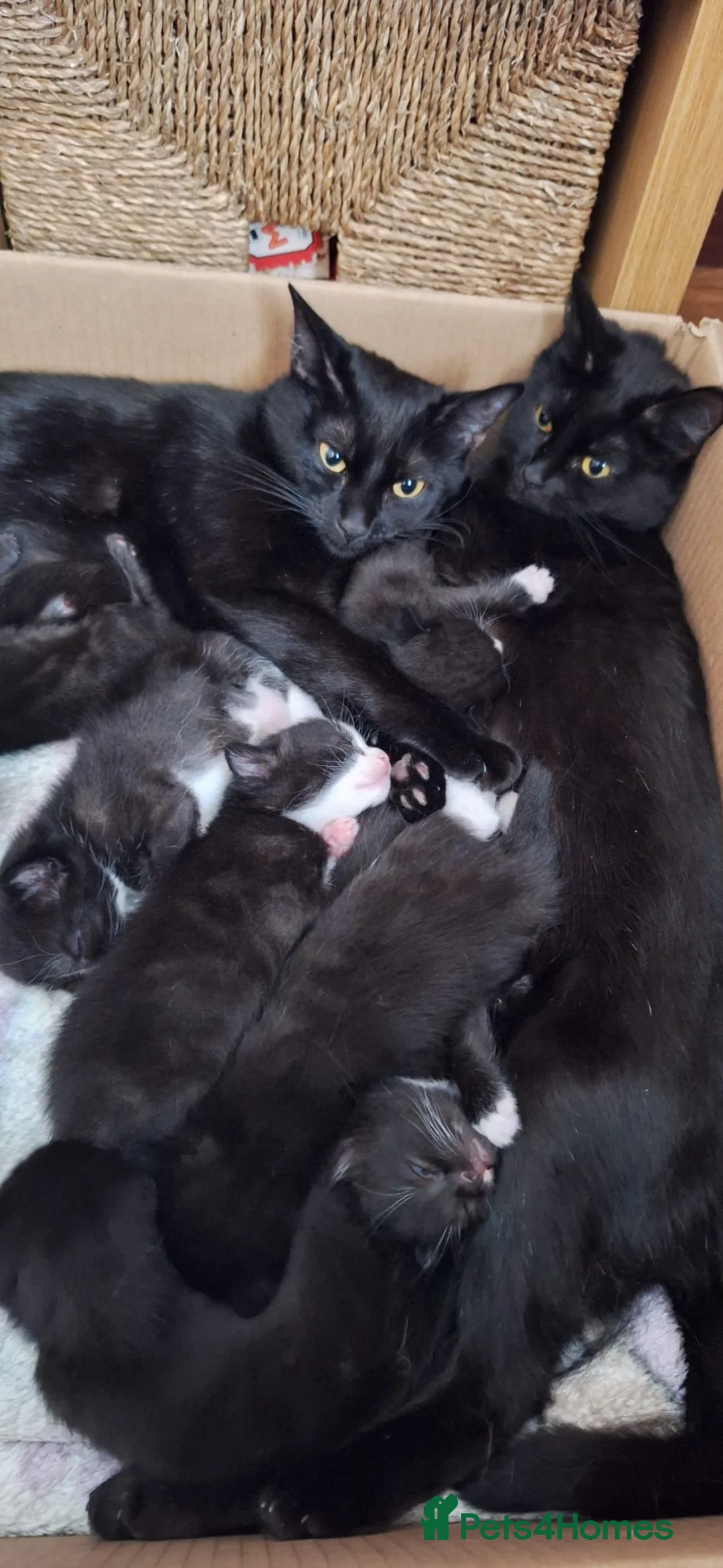 Domestic Shorthair cats for sale: Indi  - Advert 2