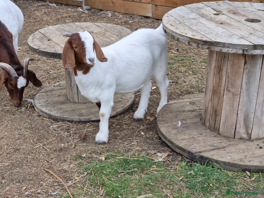 Goats livestock for sale: Boer Goat Kids Available  - Advert 2