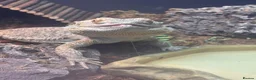 Bearded Dragon reptiles for sale: Bearded dragon and full set up - Advert 2
