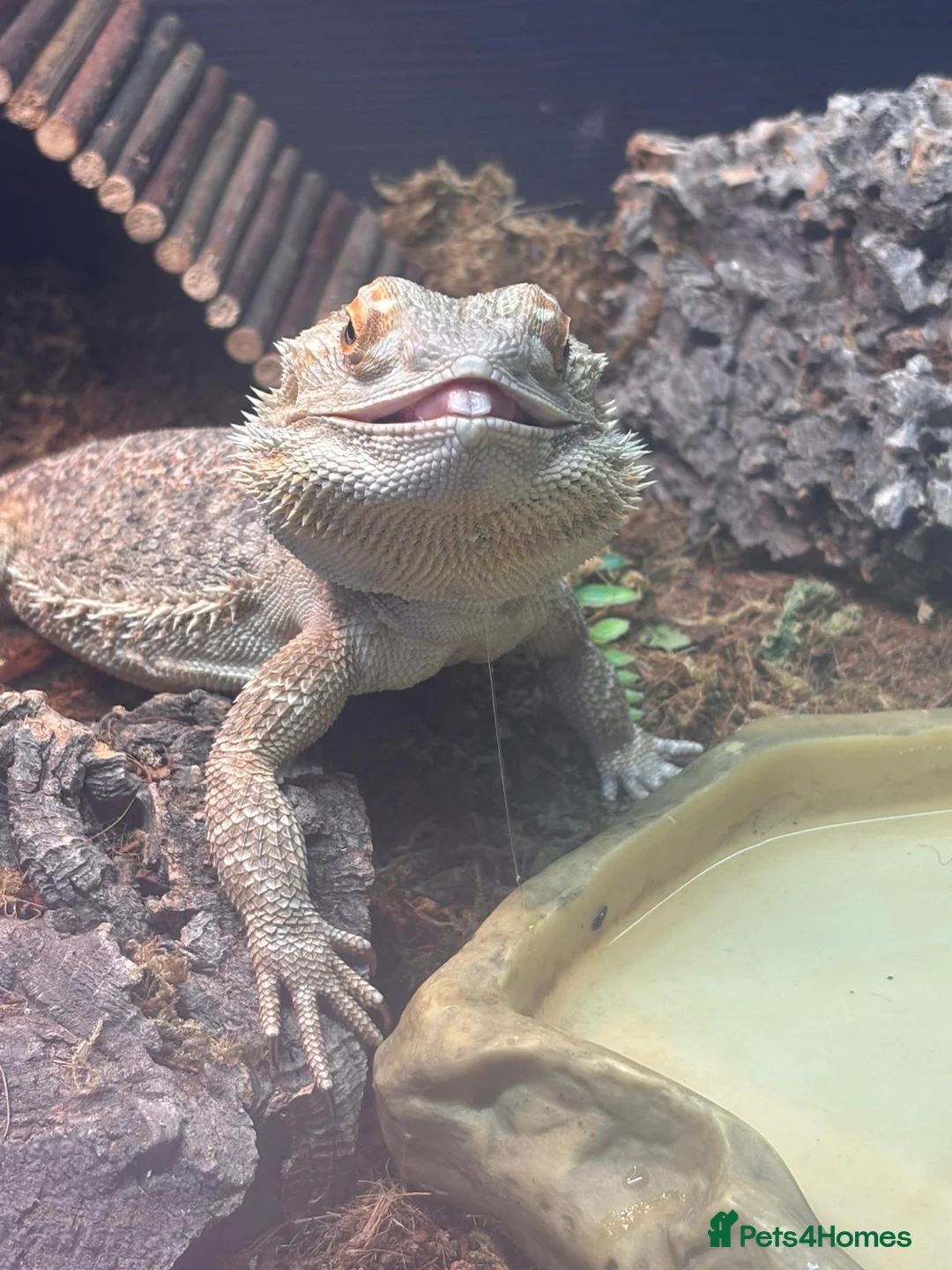 Bearded Dragon reptiles for sale: Bearded dragon and full set up - Advert 2