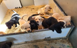Labrador Retriever dogs for sale: Perfect Charming Litter Labrador Retriever Puppies - Image 2
