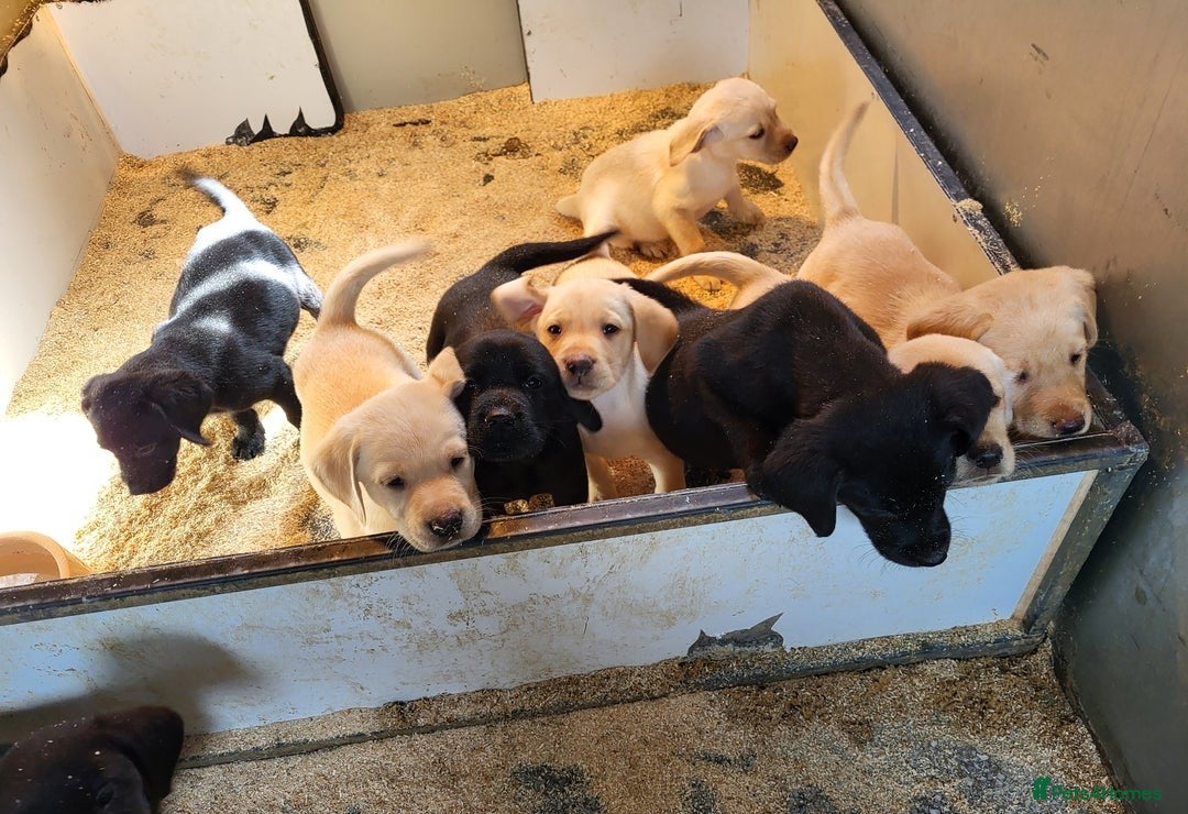 Labrador Retriever dogs for sale: Perfect Charming Litter Labrador Retriever Puppies - Image 2