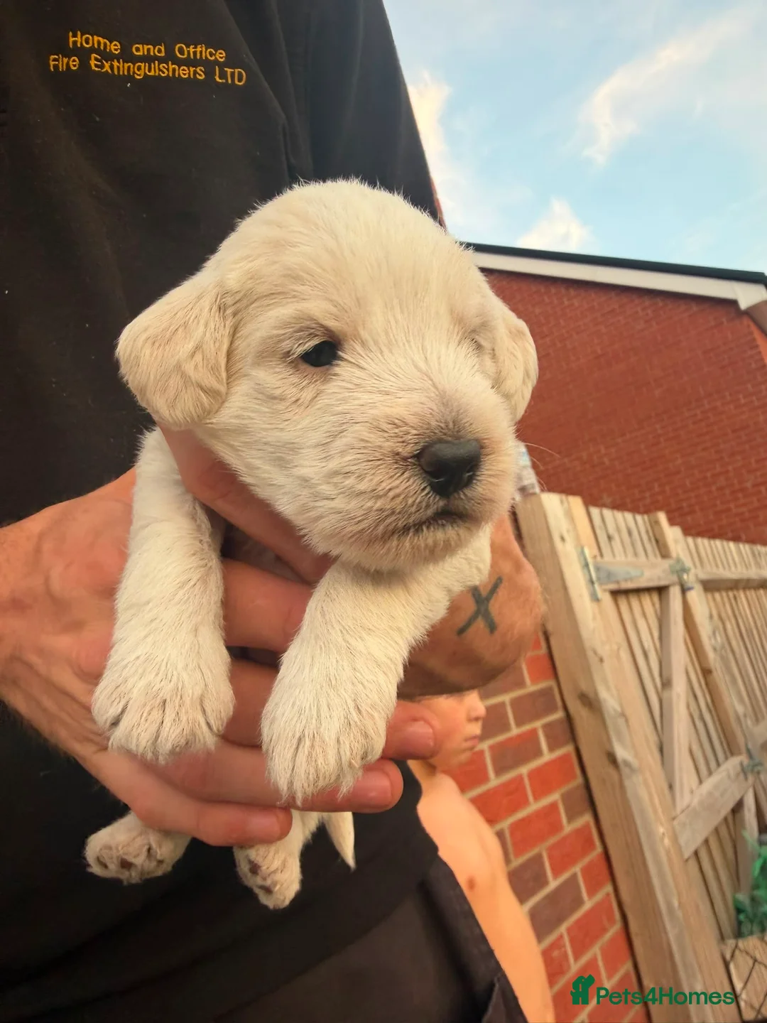 Mixed Breed dogs for sale: Cockapoo x Jackapoo MALE LEFT - Advert 2