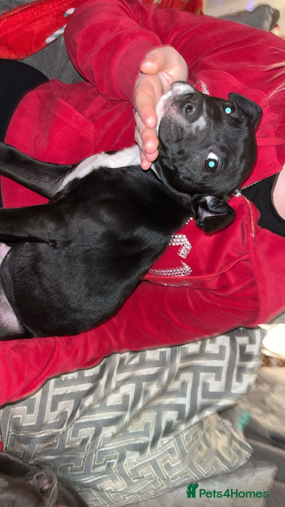 Mixed Breed dogs for sale: Male puppy  - Advert 2