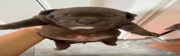American Bully dogs for sale: **MICRO BULLY PUPPIES *** - Advert 26