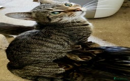 Bengal cats for sale: Sweetest Little Bengal X 9wks old in Dorking - Image 12