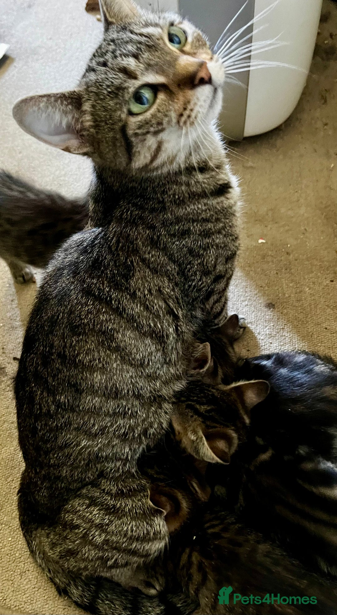 Bengal cats for sale: Sweetest Little Bengal X 9wks old in Dorking - Image 12