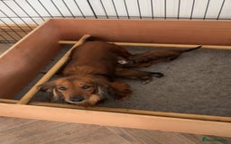 Miniature Dachshund dogs for sale: ADORABLE MINIATURE DACHSHUND PUPPIES - Image 4