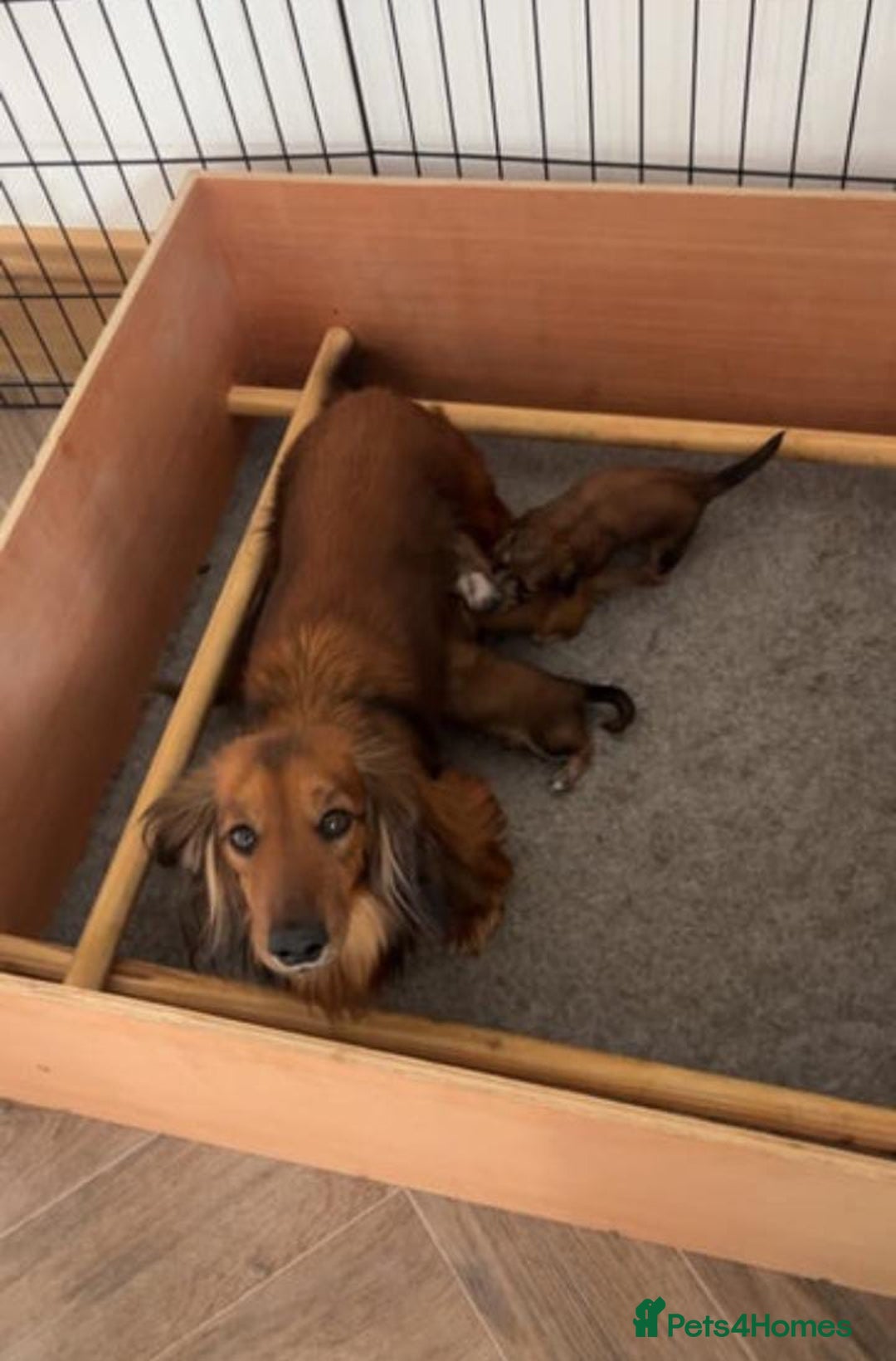 Miniature Dachshund dogs for sale: ADORABLE MINIATURE DACHSHUND PUPPIES - Image 4