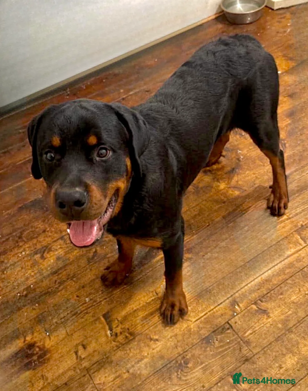 Rottweiler dogs for sale: Rottweiler pup Beautiful Boy 10 months £550 Essex  - Advert 1