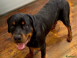 Rottweiler dogs Rottweiler pup Beautiful Boy 10 months £550 Essex - Advert 1