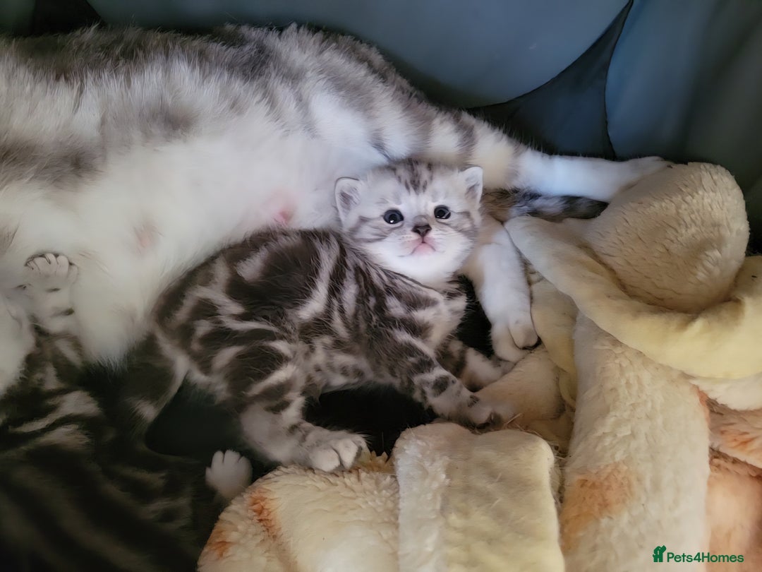 British Shorthair cats for sale: British Shorthair Silver Tabby  - Image 11