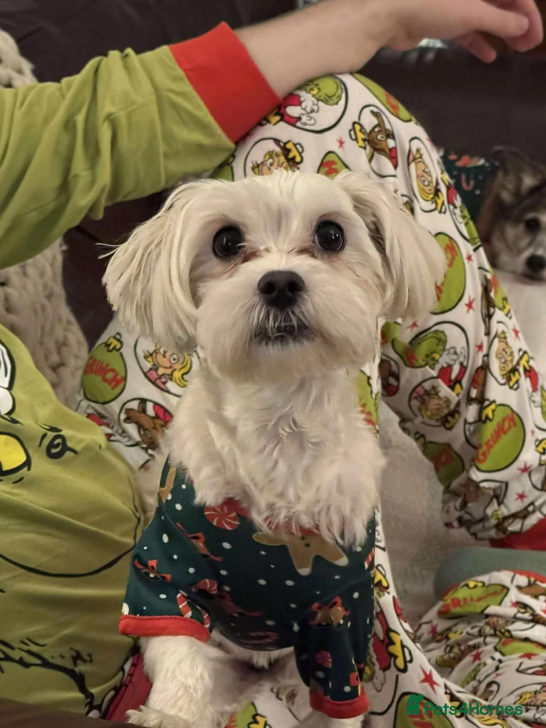 Maltipoo dogs for adoption: Ruby - Hingham Norfolk  - Advert 2