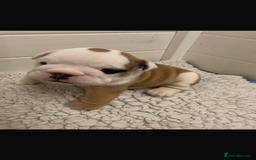 English Bulldog dogs for sale: Champion Rosebull Ralph Mystyle puppies - Image 14
