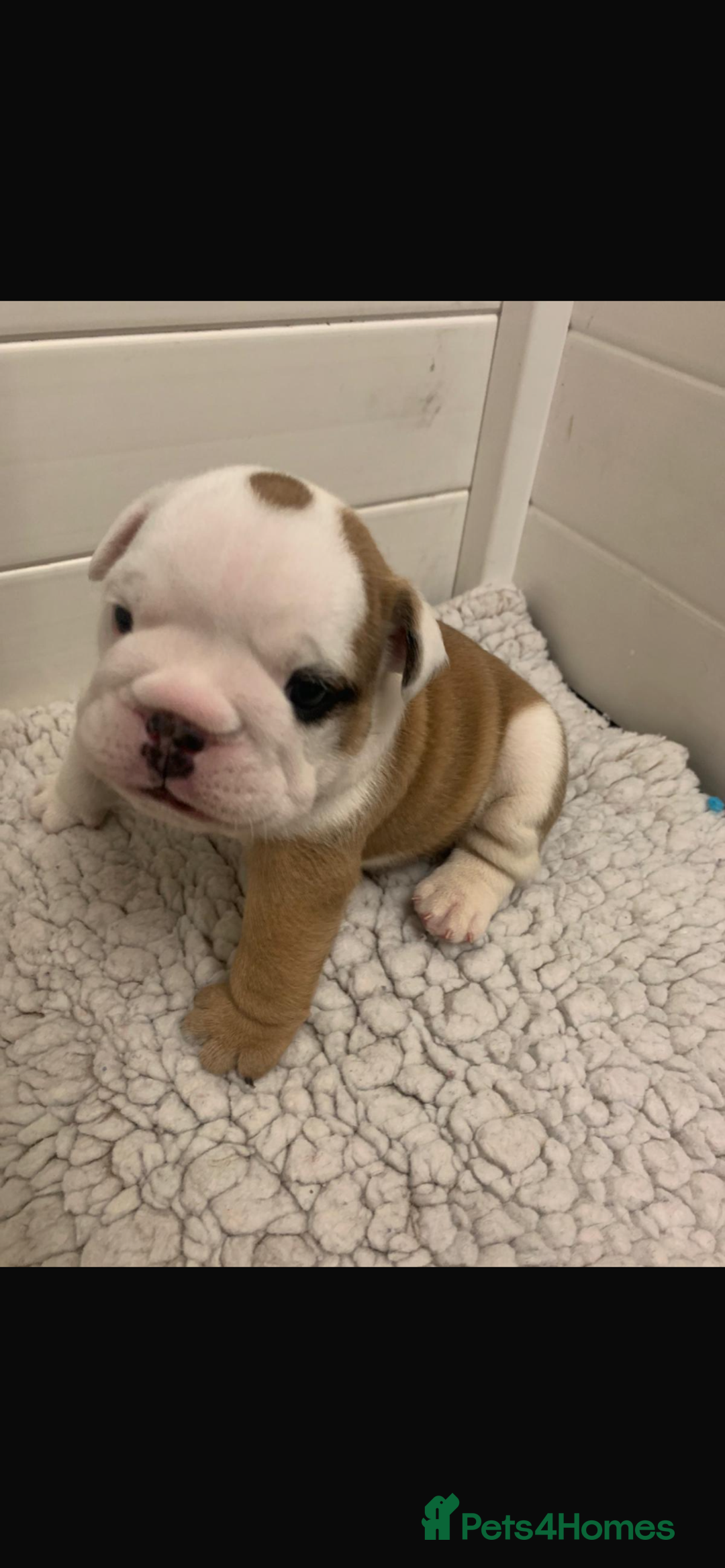 English Bulldog dogs for sale: Champion Rosebull Ralph Mystyle puppies - Image 14