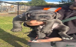 Cane Corso dogs for sale: Cane corso puppies looking for their forever homes - Image 23