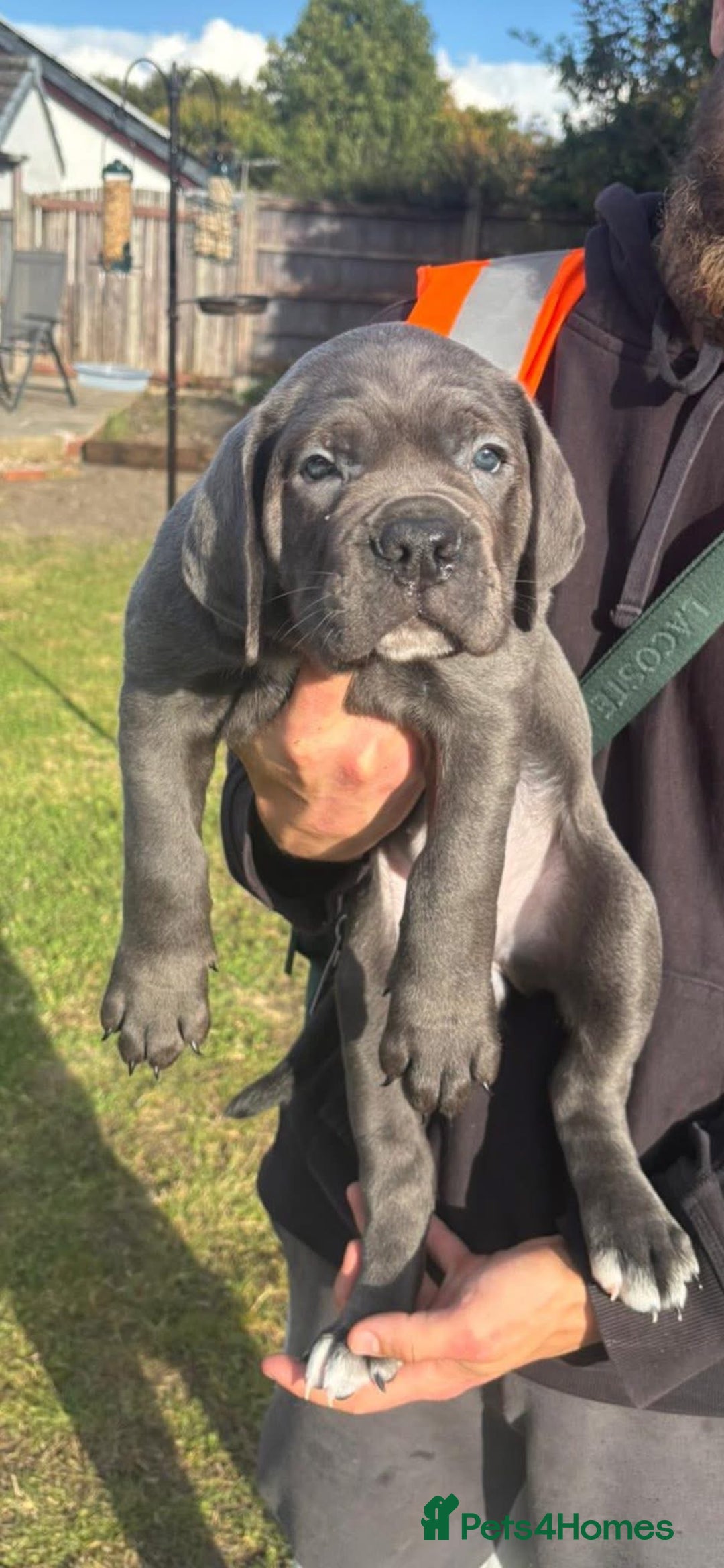 Cane Corso dogs for sale: Cane corso puppies looking for their forever homes - Image 23