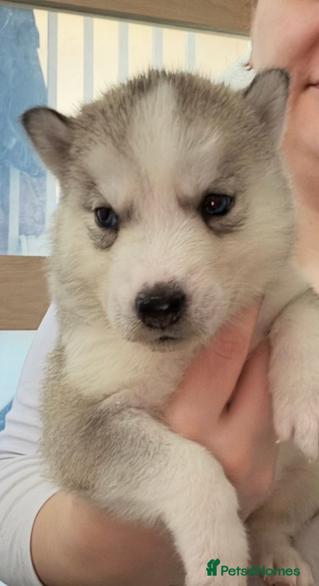 Siberian Husky dogs for sale: Siberian huskies for sale  - Advert 2