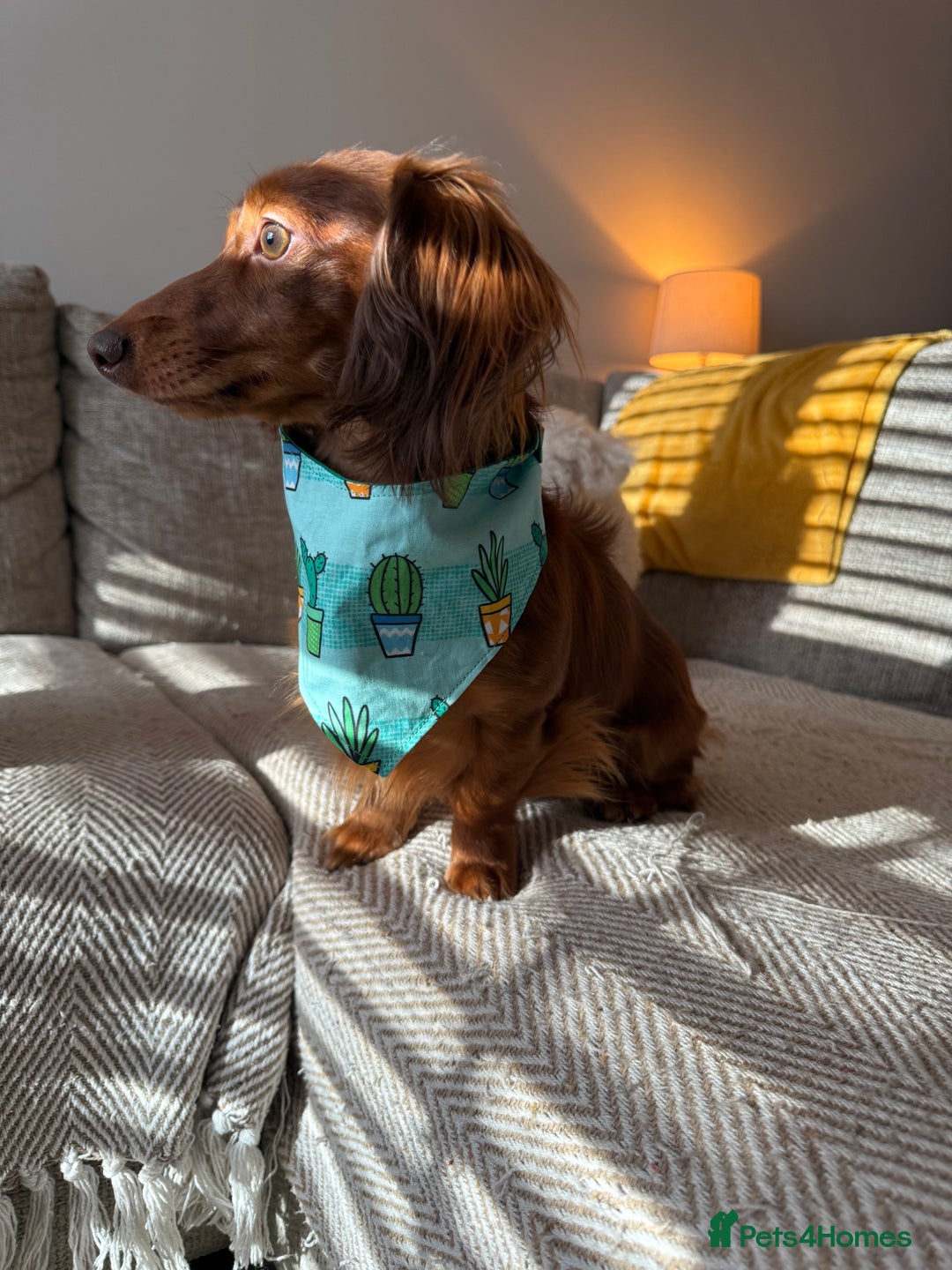 Dachshund dogs for stud: Miniature Red Long Haired Dachshund For Stud  - Image 11