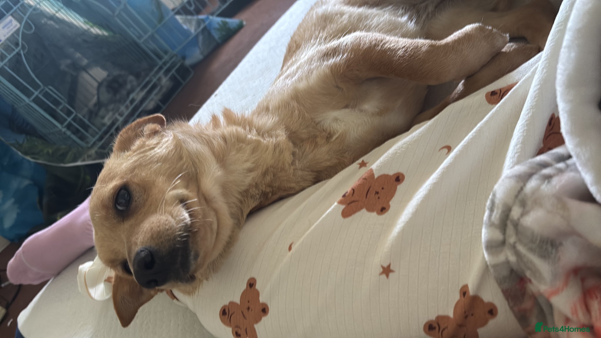 Mixed Breed dogs Sensational Sassy - Advert 2