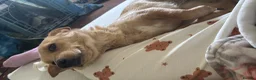 Mixed Breed dogs for adoption: Sensational Sassy in Stalybridge - Advert 2