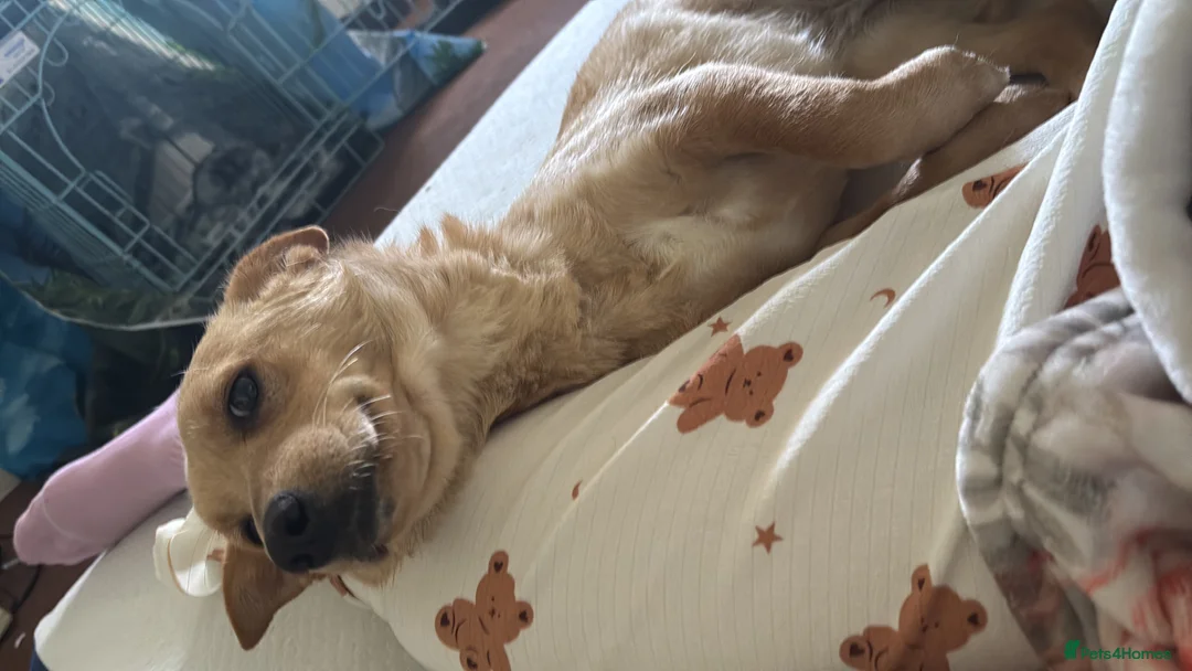 Mixed Breed dogs for adoption: Sensational Sassy in Stalybridge - Advert 2