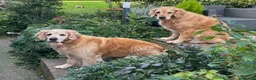 Golden Retriever dogs for sale: KC Registered Puppies - 2 x Girls Available - Advert 11