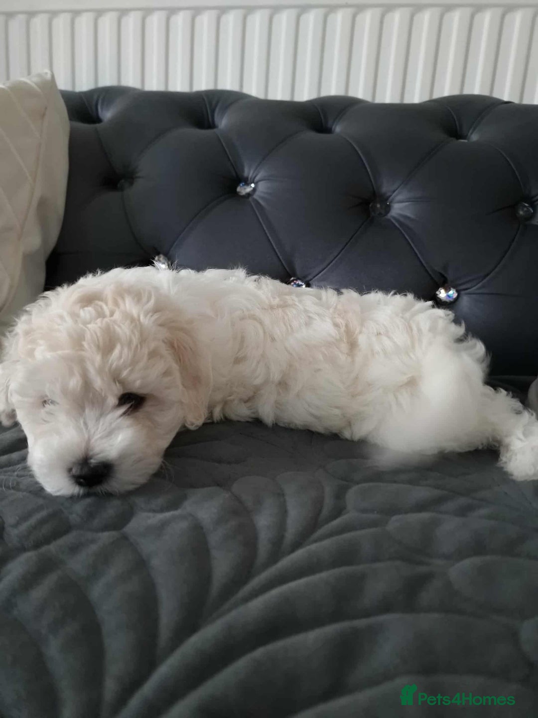 Maltese dogs for sale: 🐩 🏡 Beautiful maltese looking for new home 🏡🐩 - Image 9